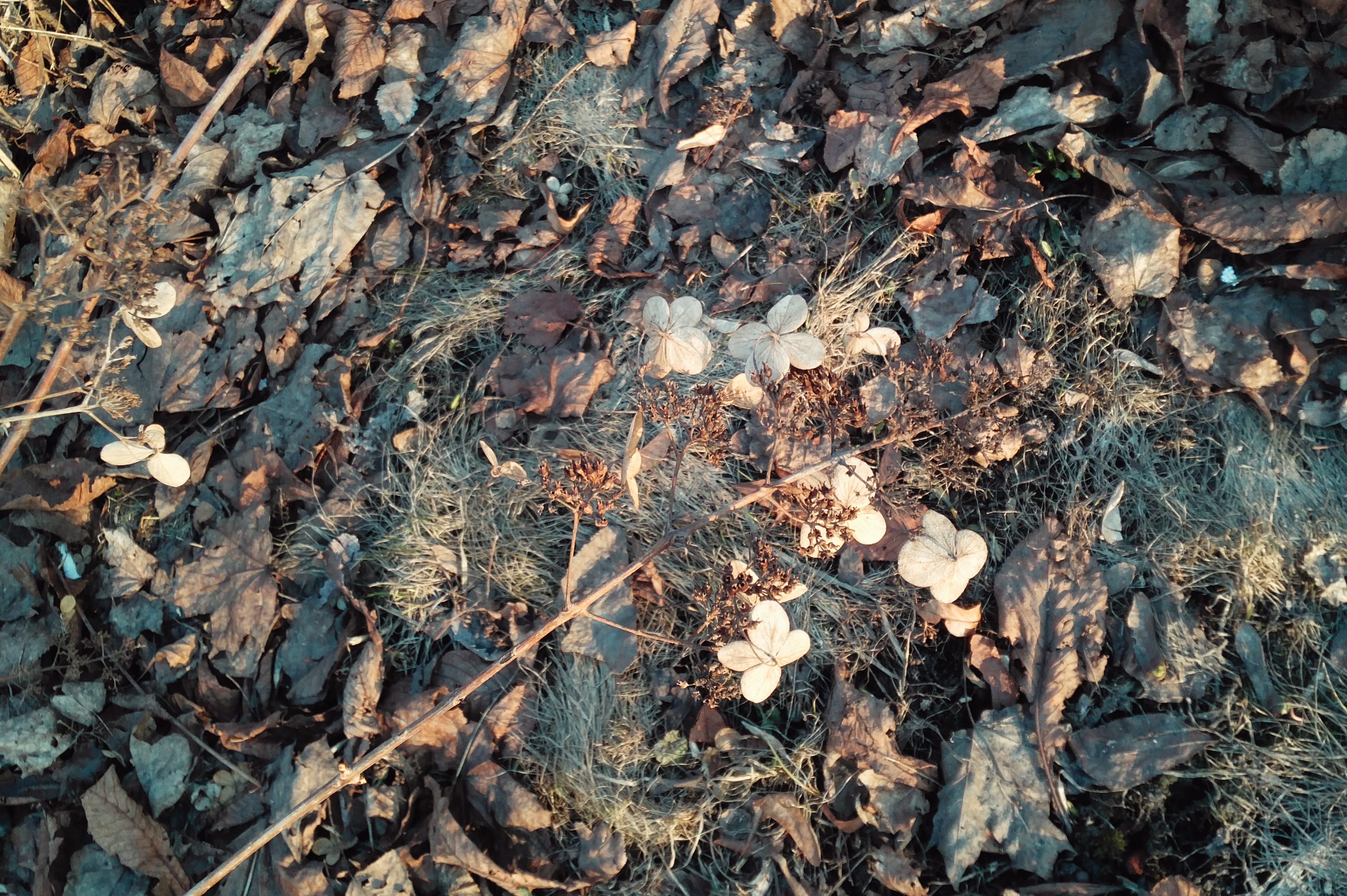 маленькие белые цветы