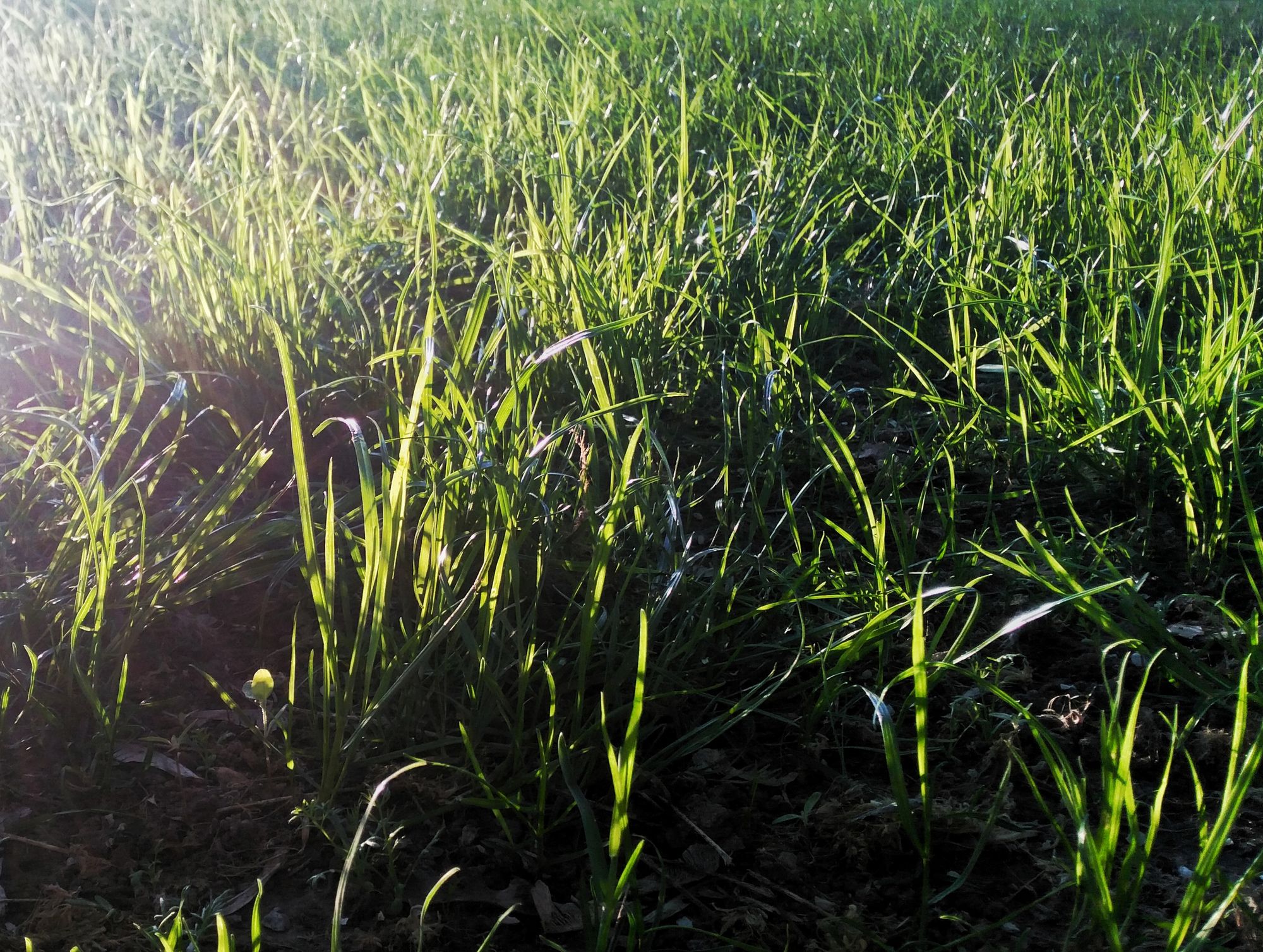 Воздушная мысль в сдуваемый день