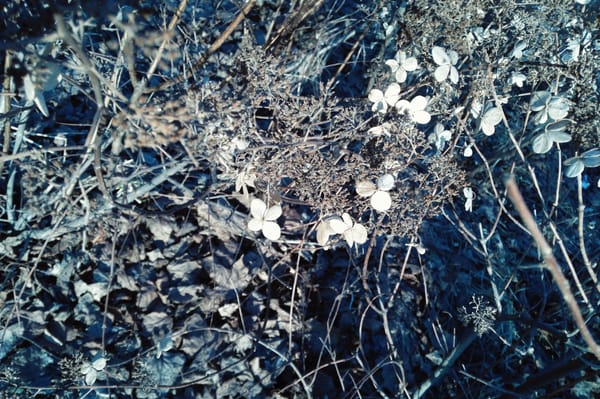 Застывшие крохи