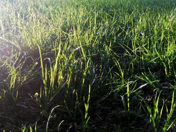 Воздушная мысль в сдуваемый день